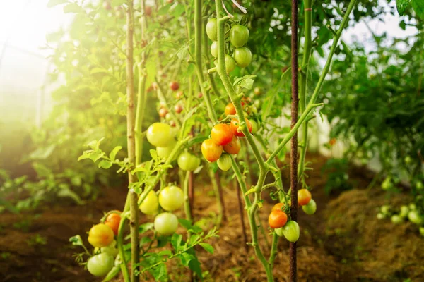 Fresh Bunch Red Ripe Unripe Natural Tomatoes Growing Home Greenhouse — Stock Photo, Image