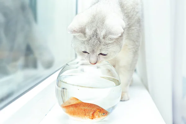 英国短尾银猫在水族馆里观赏金鱼 — 图库照片