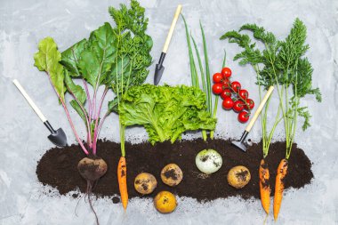 Yerde kök sebzeler ve gri arka planda bahçe aletleri. Düz yerde, üst tarafta. Sağlıklı gıda konsepti. 