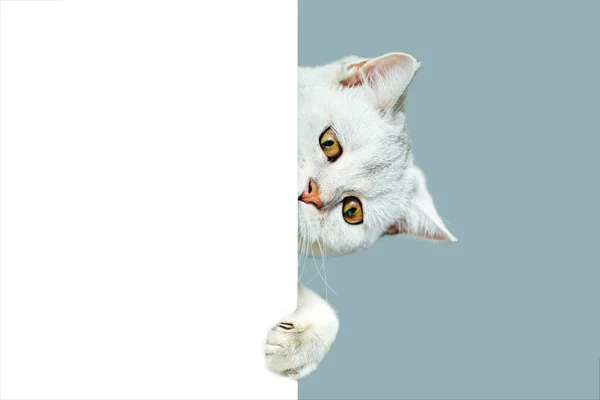 Británico Shorthaired Gato Curioso Asomándose Desde Detrás Fondo Blanco Aislado —  Fotos de Stock