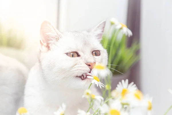 Британская Коротенькая Серебряная Кошка Букетом Ромашки Летняя Праздничная Концепция — стоковое фото