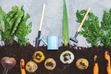 Yerde kök sebzeler ve gri arka planda bahçe aletleri. Düz yerde, üst tarafta. Sağlıklı gıda konsepti. 