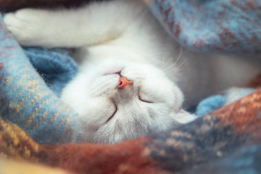 Şirin İngiliz çinçilya kedisinin yakın çekimi. Kedi yavrusu sıcak renkli bir battaniyeye sarılı olarak uyur. Kış, soğuk.