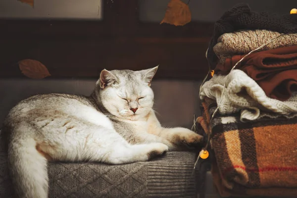 White British Cat Lies Windowsill Autumn Rain Window Leaves Falling — Stock Photo, Image