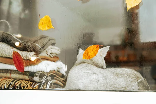 Blanke Britse Kat Slaapt Vensterbank Herfst Regen Buiten Het Raam — Stockfoto