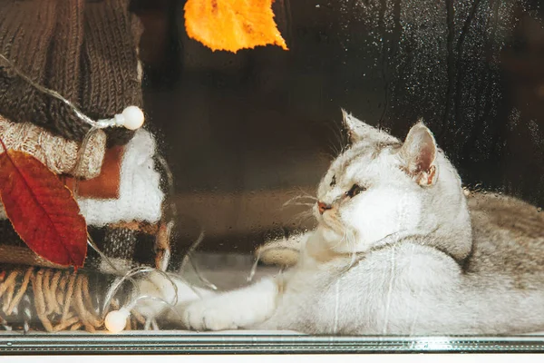 Blanke Britse Kat Zittend Een Vensterbank Kijkend Naar Vallende Bladeren — Stockfoto