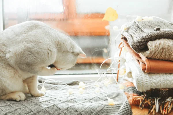 Λευκή Βρετανική Γάτα Πλένεται Στο Περβάζι Του Παραθύρου Φθινόπωρο Βροχή — Φωτογραφία Αρχείου