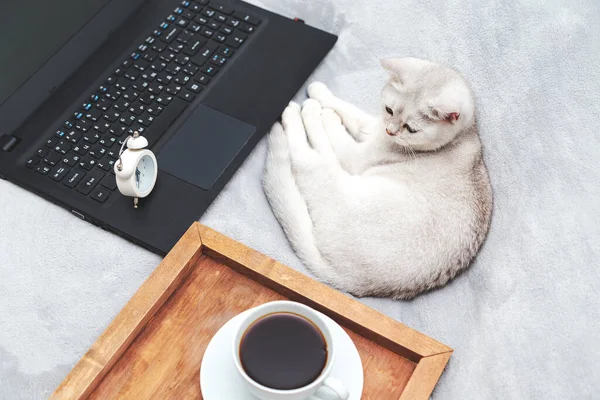 White British Cat Laptop Cup Coffee Alarm Clock Concept Online — Stock Photo, Image