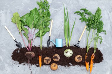 Yerde kök sebzeler ve gri arka planda bahçe aletleri. Düz yerde, üst tarafta. Sağlıklı gıda konsepti. 