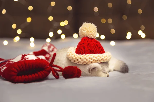 Gatito Británico Blanco Sombrero Santa Que Yace Sobre Una Manta —  Fotos de Stock