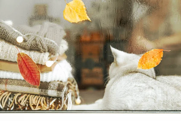 Blanke Britse Kat Slaapt Vensterbank Herfst Regen Buiten Het Raam — Stockfoto