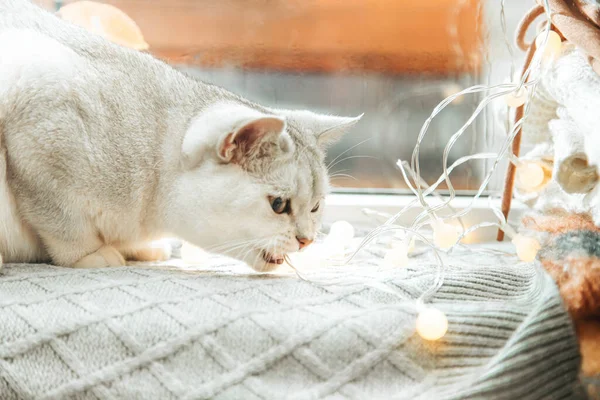 Fehér Angol Macska Játszik Egy Koszorúval Ablakpárkányon Ősz Eső Ablakon — Stock Fotó