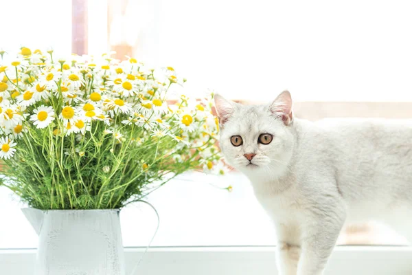 Britse Steno Zilveren Kat Met Een Boeket Kamille Zomer Vakantie — Stockfoto