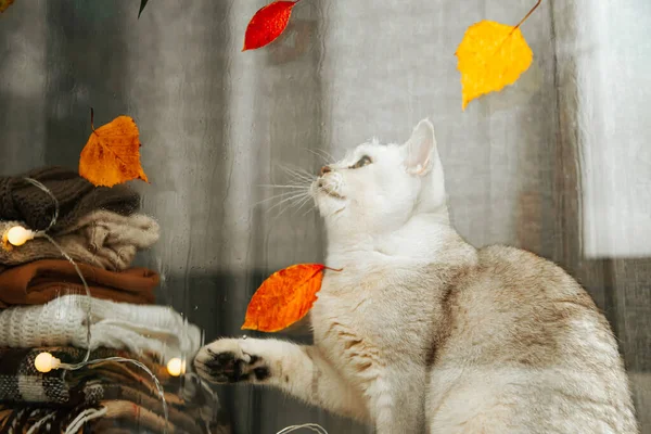 Biały Brytyjski Kot Siedzący Parapecie Patrzący Spadające Liście Jesień Deszcz — Zdjęcie stockowe