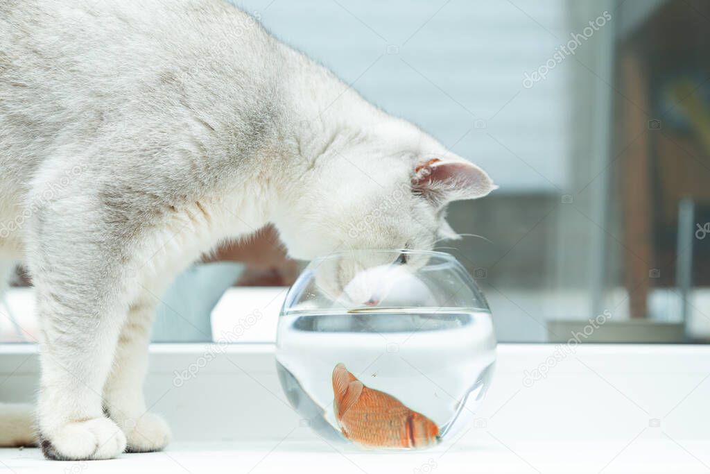 British shorthair silver cat watching goldfish in an aquarium. 