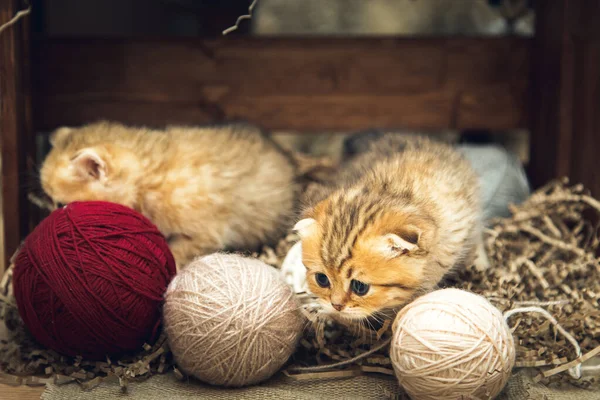 British Shorthair Kittens Spelen Met Draadballen Een Houten Doosje Rustieke — Stockfoto