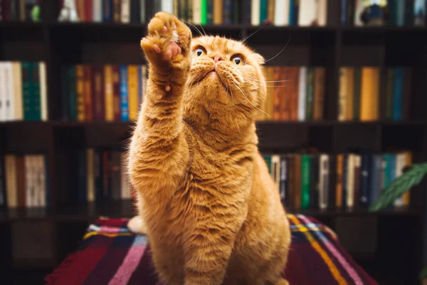 Πανέμορφη Βρετανίδα Γάτα Τζίντζερ Εσωτερικό Βιβλιοθήκης — Φωτογραφία Αρχείου