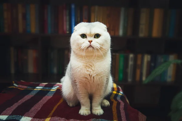 영국짧은 고양이입니다 Home Library Interior — 스톡 사진