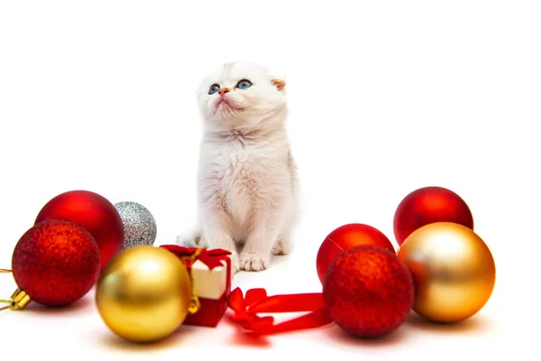 Funny British Kitten Christmas Decor Isolated White — Stock Photo, Image