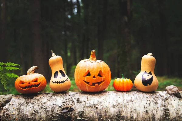 Halloween Zucca Jack Lanterna Nella Foresta Mistica Halloween Sfondo — Foto Stock