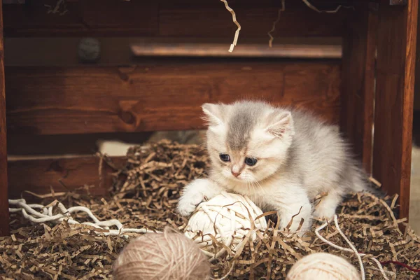 Gatinho Britânico Shorthair Brincando Com Bolas Fio Uma Caixa Madeira — Fotografia de Stock