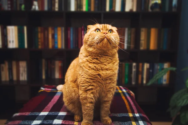 Hermoso Gato Británico Jengibre Taquigrafía Inicio Biblioteca Interior —  Fotos de Stock