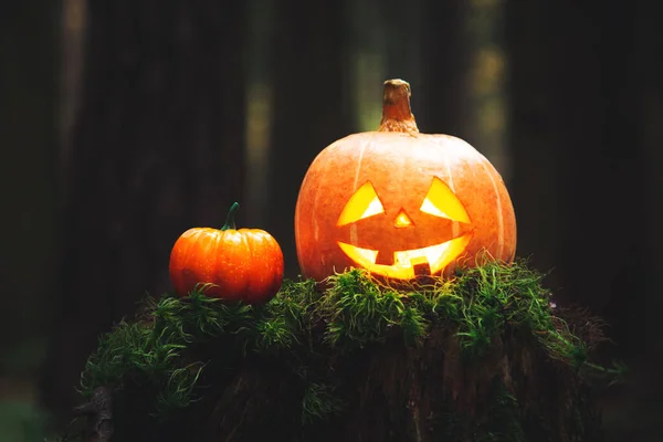 Halloween Sütőtök Jack Lámpás Misztikus Erdőben Halloween Háttér — Stock Fotó