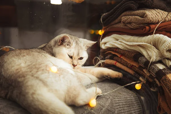 Gatto Bianco Britannico Giace Sul Davanzale Della Finestra Autunno Pioggia — Foto Stock