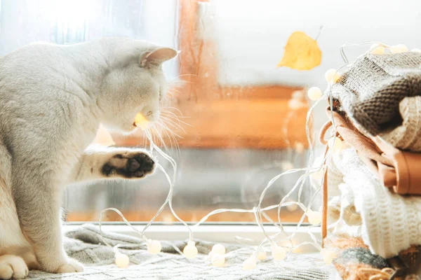 Biały Brytyjski Kot Bawi Się Girlandą Parapecie Jesień Deszcz Oknem — Zdjęcie stockowe