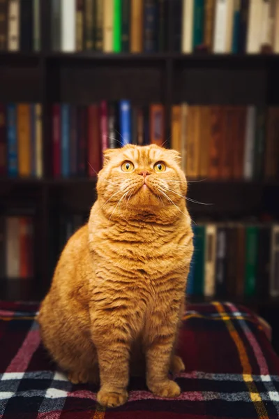 영국짧은 고양이입니다 Home Library Interior — 스톡 사진