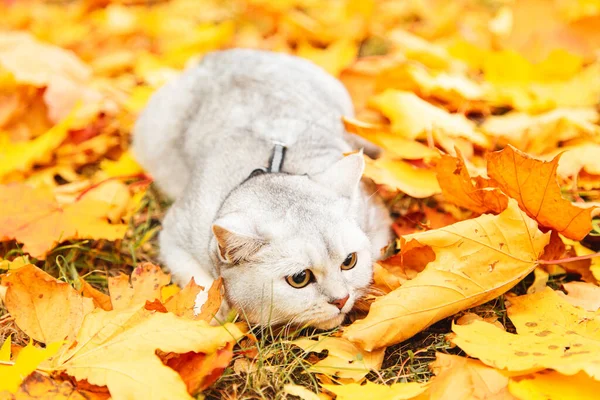 Britse Zilveren Kat Aan Het Wandelen Het Herfstpark Gouden Herfst — Stockfoto