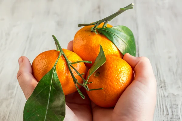 Tangerinas com folhas nas mãos de uma criança — Fotografia de Stock