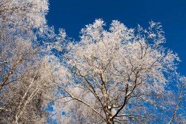 karla kaplı ağaçlar mavi gökyüzü