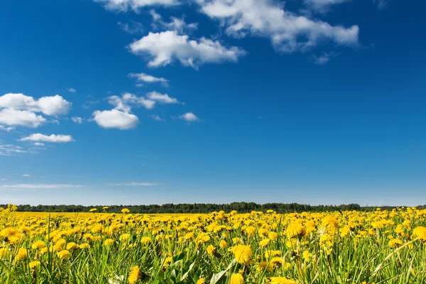 Campo de dientes de león amarillos contra el cielo azul . —  Fotos de Stock