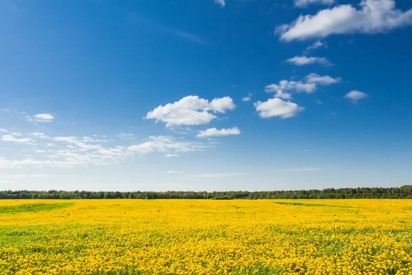 Gebied van gele paardebloemen tegen de blauwe hemel. — Stockfoto