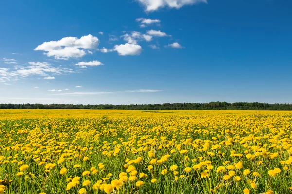 Field of yellow dandelions against the blue sky. — Stock Photo, Image
