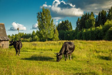 Yeşil bir çayırda otlayan inekler.