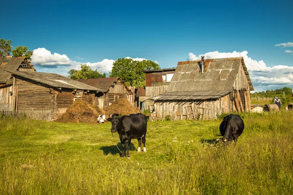 Cows on a farm. — Stock Photo, Image