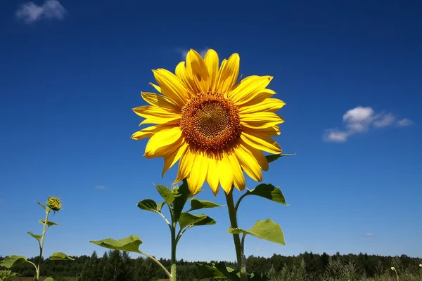 Ayçiçeği — Stok fotoğraf