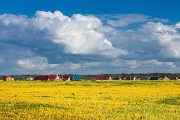 Gebied van gele paardebloemen tegen de blauwe hemel. — Stockfoto