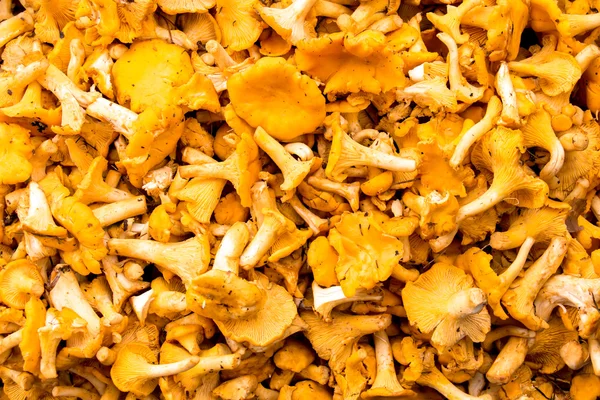 Background of yellow chanterelles. — Stock Photo, Image