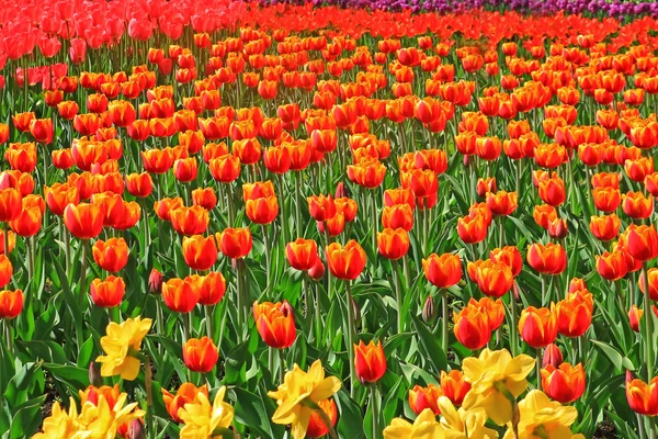 Giardino primaverile con tulipani colorati . — Foto Stock