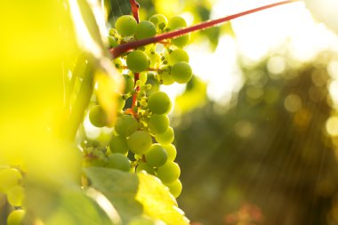 Bunch of white grapes in the setting sun. clipart