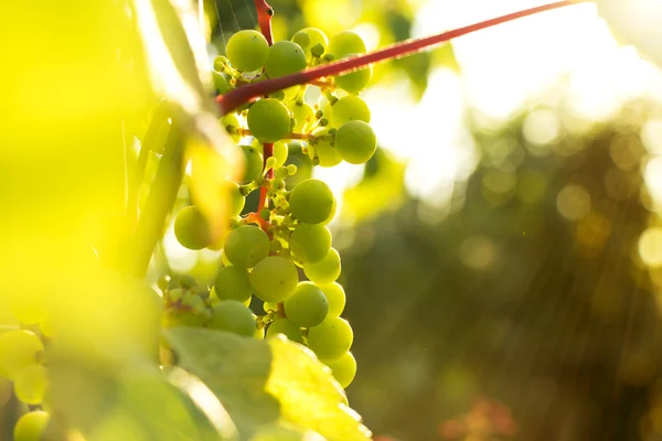 Bando de uvas brancas ao pôr-do-sol . — Fotografia de Stock