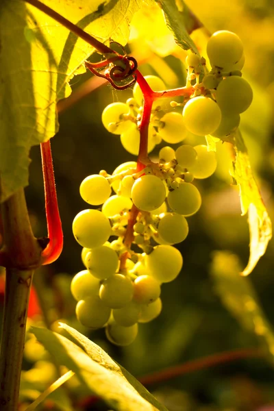 Bunch of white grapes in the setting sun. — Stock Photo, Image