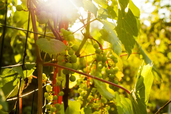 Букет білого винограду на заході сонця . — стокове фото