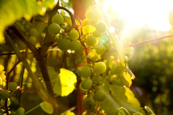 Bunch of white grapes in the setting sun. — Stock Photo, Image