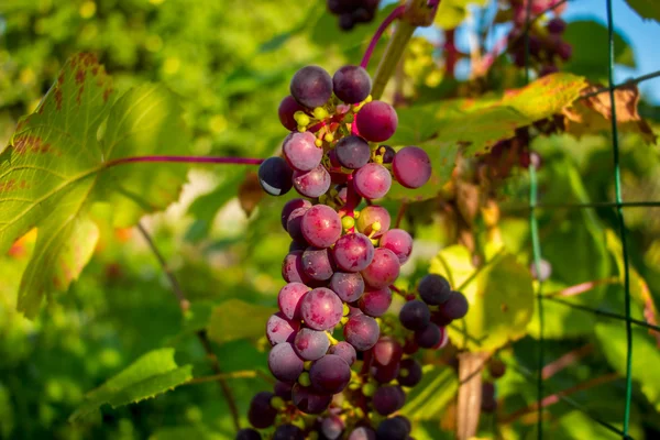 Bunch of red grapes in the setting sun. — Stock Photo, Image