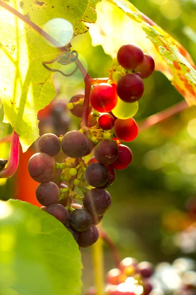 Bunch of red grapes in the setting sun. — Stock Photo, Image