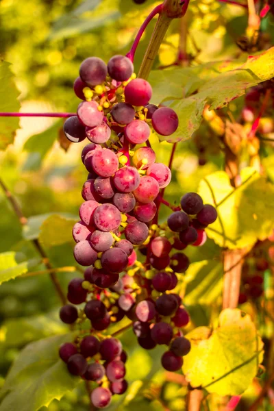 Букет червоного винограду на заході сонця . — стокове фото